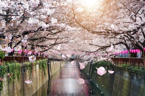 perky czech hottie sakura|Japan: the 10 best places to admire cherry blossoms .